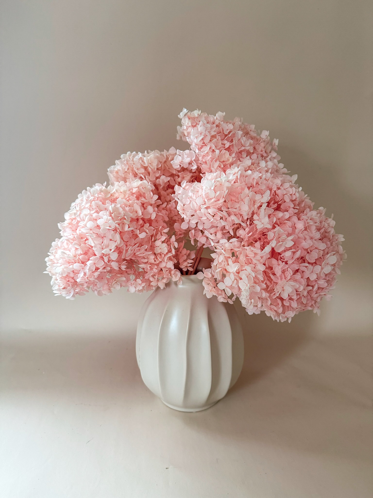 Everlasting Blush Hydrangea
